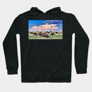 Colorado Bison Herd Hoodie